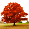 autumntree12