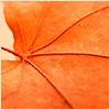 orangeleaf